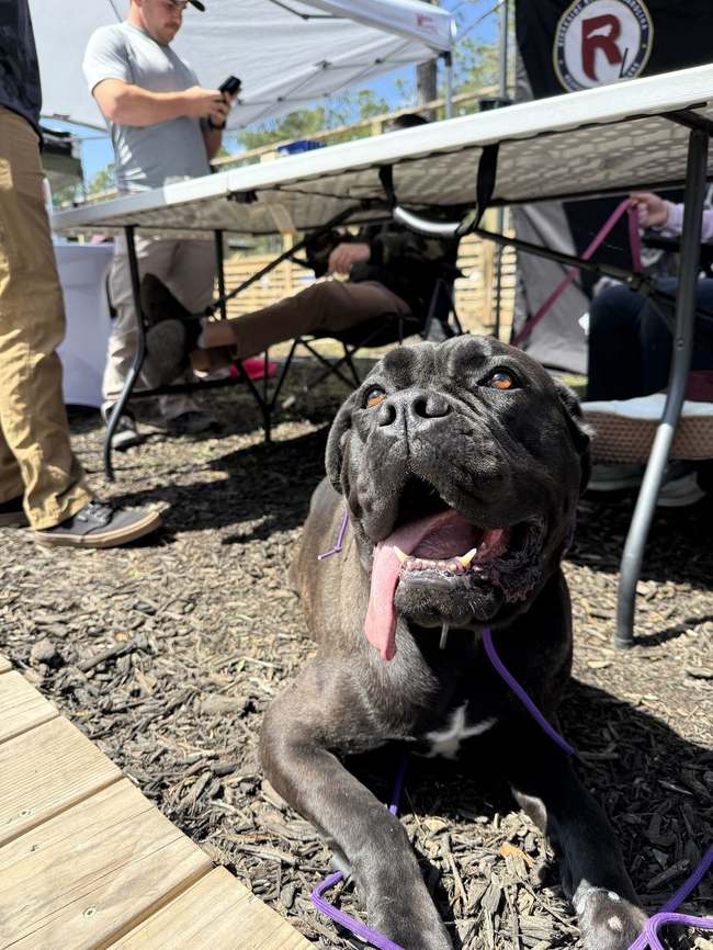 Dog on alert outdoors during a Harley's Legacy K9 training session