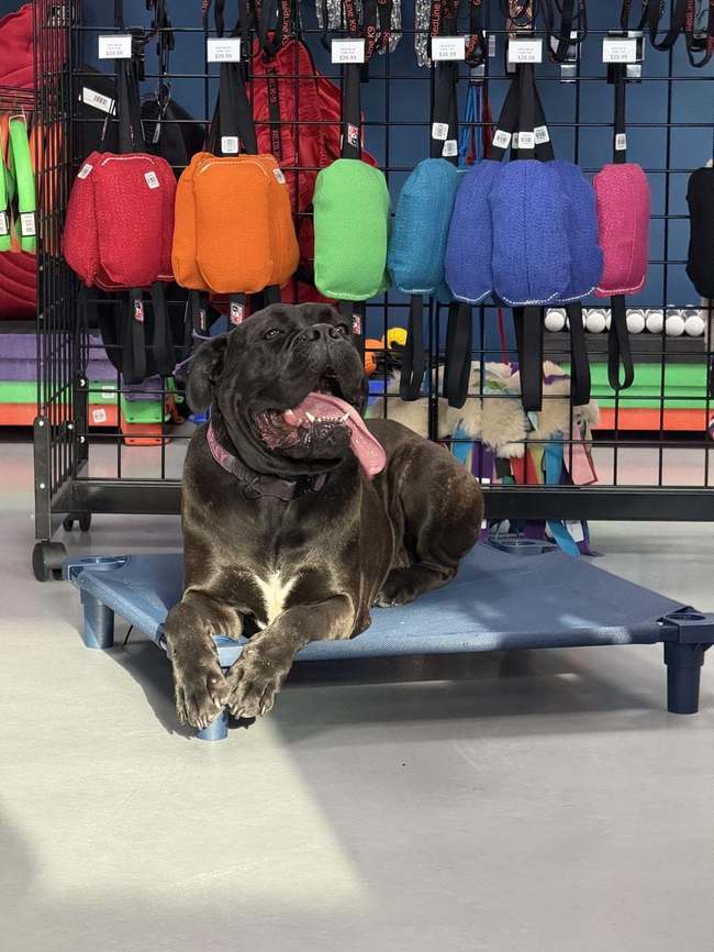 Crate training and structure as part of board & train