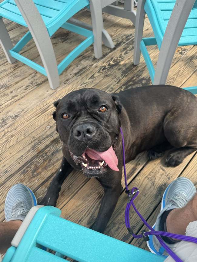 Dog relaxed on a porch after a Harley's Legacy K9 session